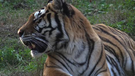 El-tigre-siberiano-está-descansando