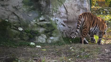 El-tigre-siberiano-está-descansando