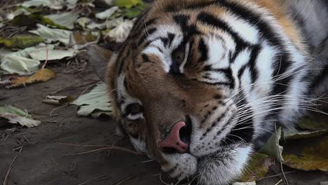 Der-sibirische-Tiger-ruht