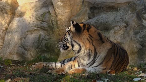 The-Siberian-tiger-is-resting