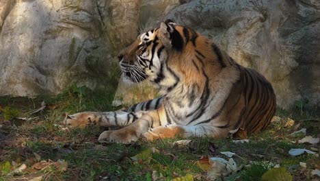 The-Siberian-tiger-is-resting