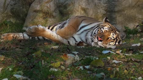 El-tigre-siberiano-está-descansando