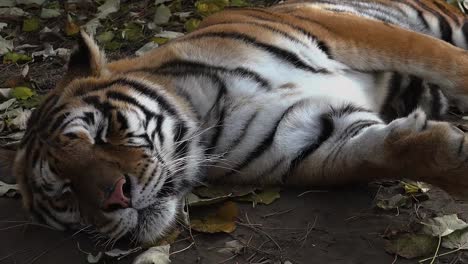 El-tigre-siberiano-está-descansando