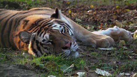 El-tigre-siberiano-está-descansando