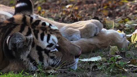 El-tigre-siberiano-está-descansando