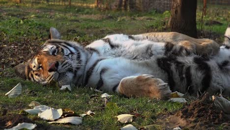 Der-sibirische-Tiger-ruht