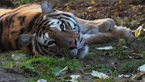 El-tigre-siberiano-está-descansando