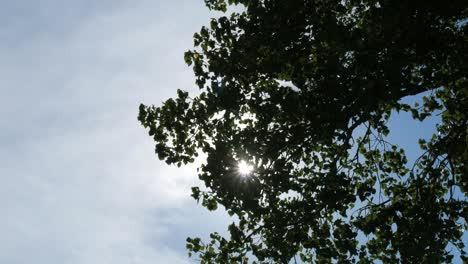 Light-streaks-through-the-leaves