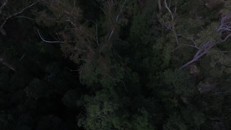 Imágenes-de-Drone-volando-sobre-las-montañas-azules,-Australia