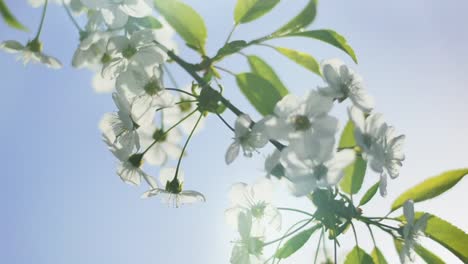 Rama-floreciente-de-la-cereza-con-la-llamarada-de-la-lente-es-balanceándose-sobre-fondo-de-cielo-azul