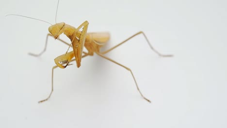 mantis-religiosa.