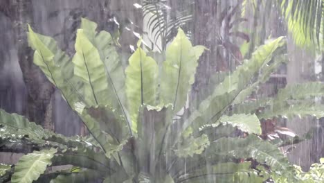 Caída-de-lluvia-en-el-jardín-botánico-tropical