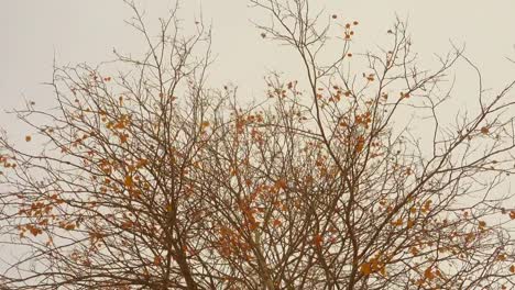 Last-golden-autumn-leaves-sway-in-a-wind-at-overcast-day.