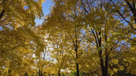 Park-oder-Wald-mit-gelben-Ahornbäumen-im-sonnigen-Herbsttag-mit-blauem-Himmel