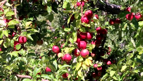 Rote-Äpfel-in-einem-Baum