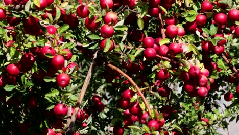 Rote-Äpfel-in-einem-Baum