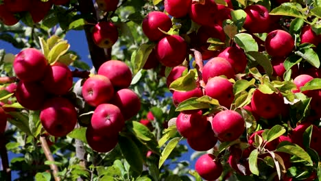 Manzanas-en-un-árbol