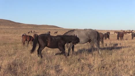 Sementales-de-caballo-salvaje-combate