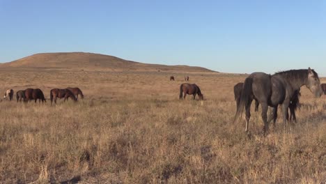 Sementales-de-caballo-salvaje-combate