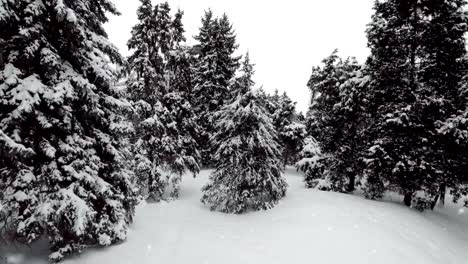 Nieve-que-cae-en-una-montaña-del-invierno-con-nieve-cubierto-árboles