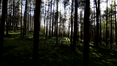 Walking-across-deep-pine-spruce-forest-opposite-the-sun,-sunlight-lens-flare