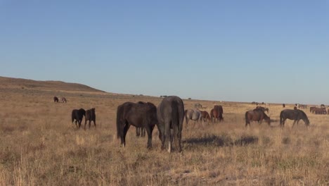 Wild-Horses-Sparring