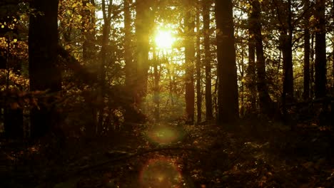 Golden-sunbeams-light-filtering-in-deep-beech-forest