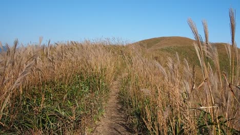 The-breeze-is-blowing-the-reeds-with-mountain-and-blue-sky-background-in-autumn,-slow-motion.