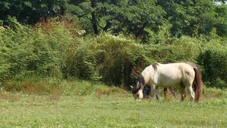 Pferde-sind-auf-dem-Rasen-auf-der-Wiese-weiden.