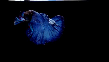 Super-Slow-Motion-der-pulsierenden-siamesische-Kampffische-(Betta-Splendens),-Name-bekannt-ist-Thai,-Plakat