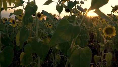 Sonnenblumen-bei-Sonnenuntergang