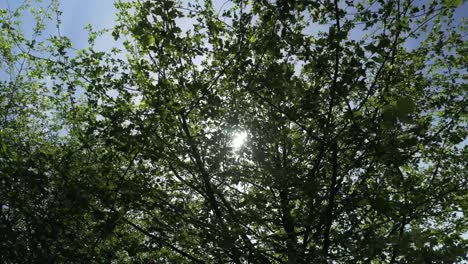 Sunshine-Through-Tree-Leaves