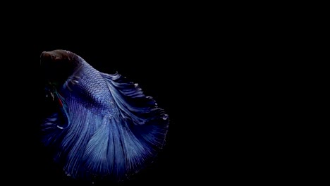 Super-lenta-de-vibrante-pez-luchador-de-Siam-(Betta-splendens),-bien-conocido-nombre-es-Plakat-tailandés