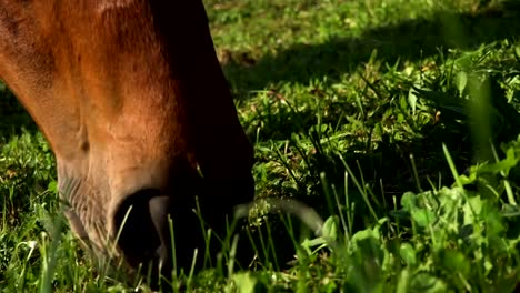 Horse-is-eating-grass