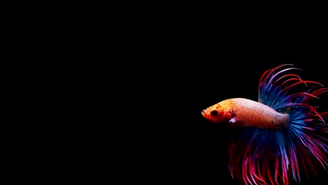 Super-slow-motion-of-vibrant-Siamese-fighting-fish-(Betta-splendens),-well-known-name-is-Plakat-Thai