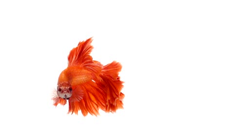 Super-lenta-de-vibrante-pez-luchador-de-Siam-(Betta-splendens),-bien-conocido-nombre-es-Plakat-tailandés