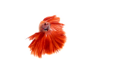 Super-slow-motion-of-vibrant-Siamese-fighting-fish-(Betta-splendens),-well-known-name-is-Plakat-Thai