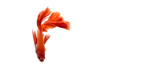 Super-slow-motion-of-vibrant-Siamese-fighting-fish-(Betta-splendens),-well-known-name-is-Plakat-Thai