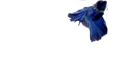 Super-Slow-Motion-der-pulsierenden-siamesische-Kampffische-(Betta-Splendens),-Name-bekannt-ist-Thai,-Plakat