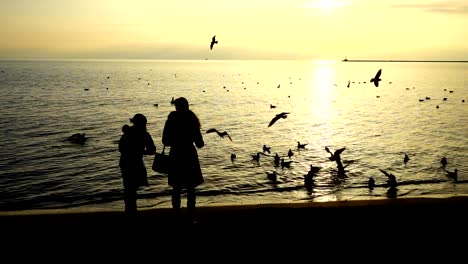 Personas-alimentan-las-gaviotas-en-la-orilla-del-mar.-Cámara-lenta.