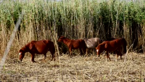 Caballos-salvajes-en-el-delta-del-Danubio,-bosque-de-Letea