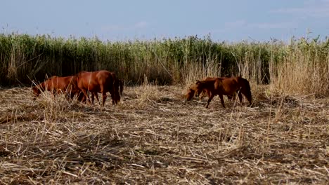 Caballos-salvajes-en-el-delta-del-Danubio,-bosque-de-Letea