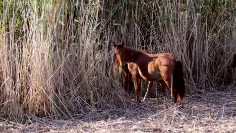 Wild-horses-in-the-danube-delta,-Letea-forest