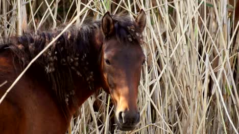 Caballos-salvajes-en-el-delta-del-Danubio,-bosque-de-Letea