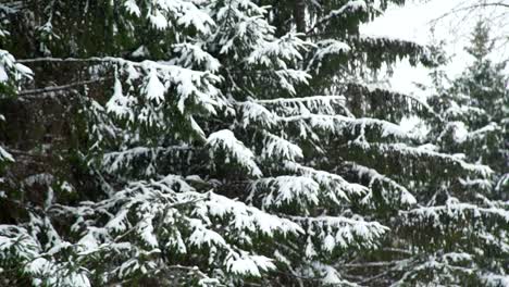 Schnee-fällt-auf-die-Äste