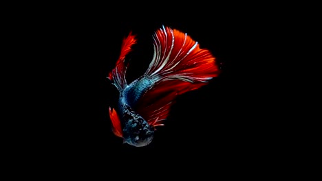 Super-lenta-de-vibrante-pez-luchador-de-Siam-(Betta-splendens),-bien-conocido-nombre-es-Plakat-tailandés