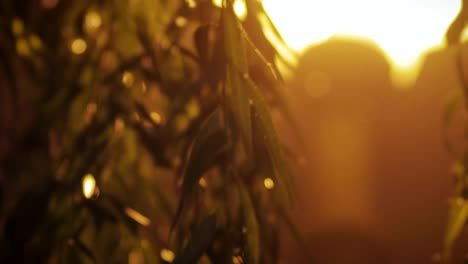 Silhouettes-of-leaves-against-the-night-city-lights