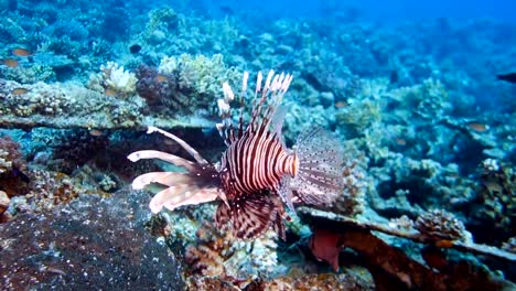 Lion-Fish-Hunting