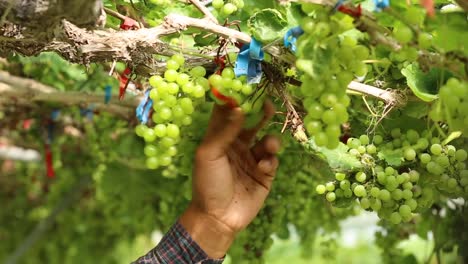 Close-up-hand-of-worker-picking-grapes-during-wine-harvest-in-vineyard.-Select-cutting-Non-standard-grapes-from-branch-by-Scissors.