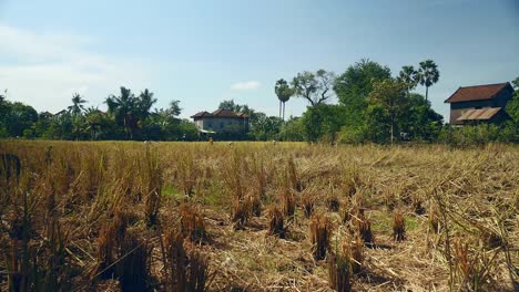 Vista-de-la-distancia-a-los-agricultores-cultivos-de-arroz,-utilizando-una-hoz